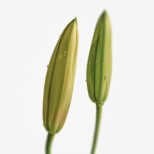 Solid Perfume Naked Muguet 313 (30g)