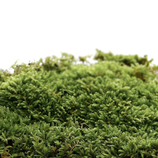 Solid Perfume Naked Oak Moss 501 (30g)