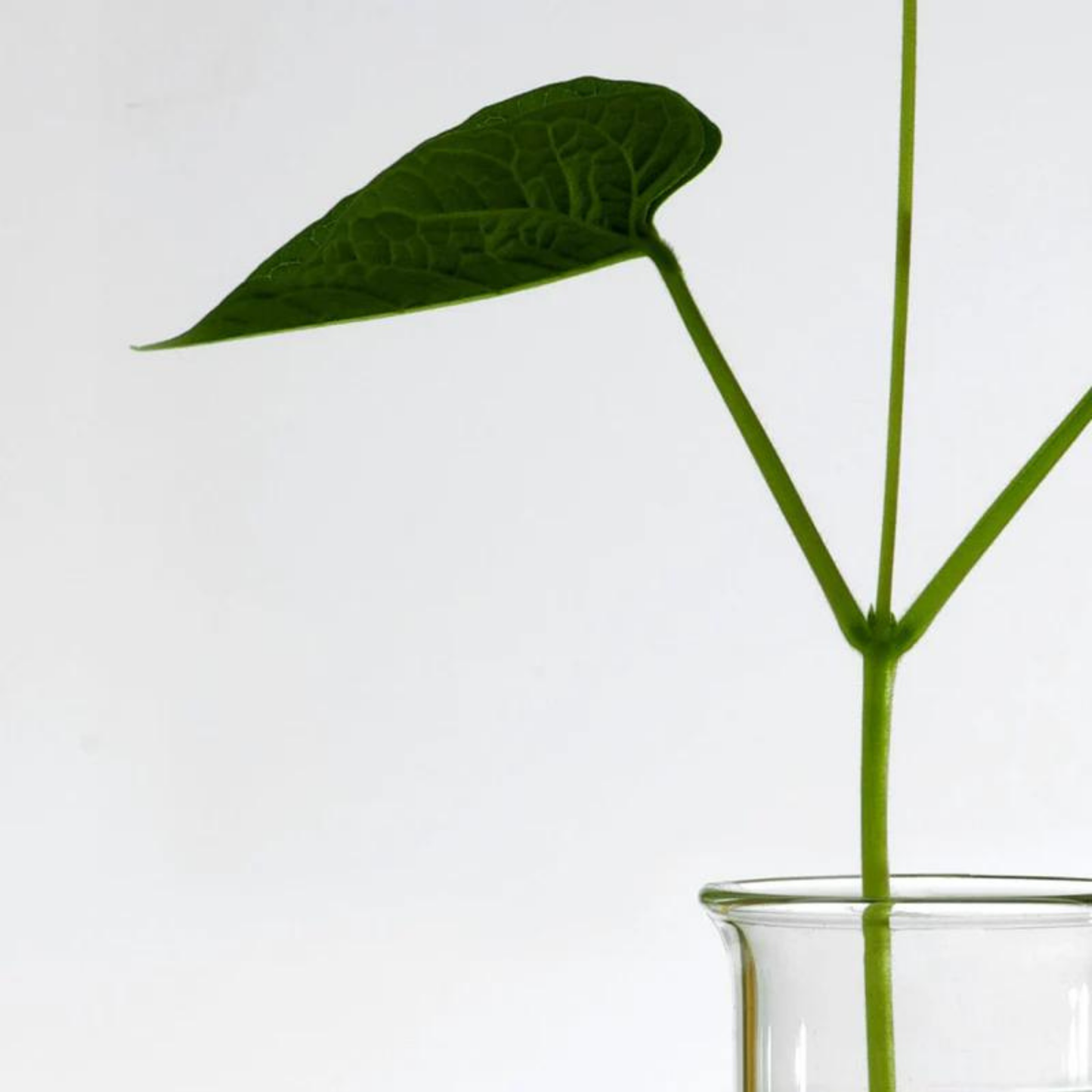 Heartleaf 70% Daily Lotion (200ml)