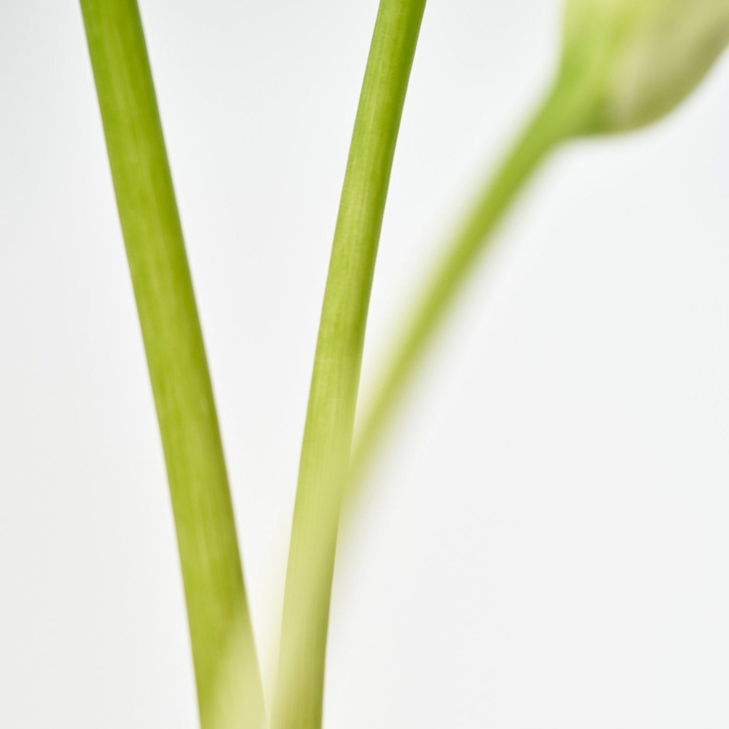 Eau De Parfum Warm Afternoon (50ml)