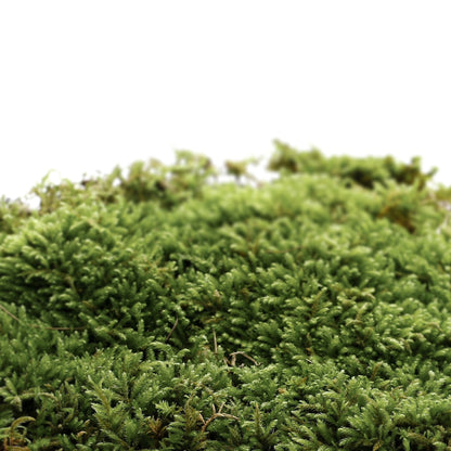 Solid Perfume Naked Oak Moss 501 (30g)