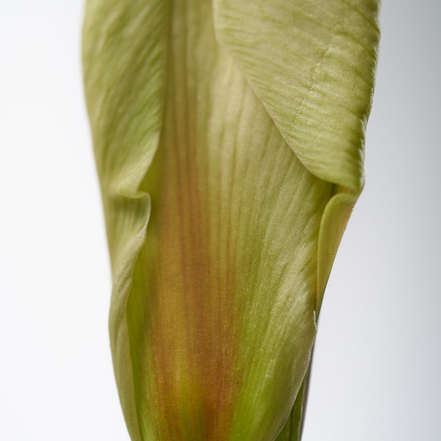 Solid Perfume Naked Tuberose 420 (30g)